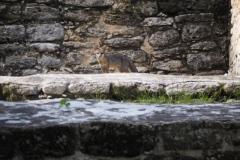 Balam Ku - Campeche
