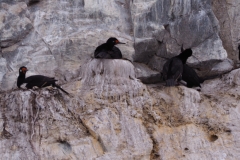 Beagle Channel and islands off Ushuaia