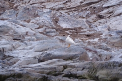 Beagle Channel and islands off Ushuaia