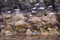 Beagle Channel and islands off Ushuaia