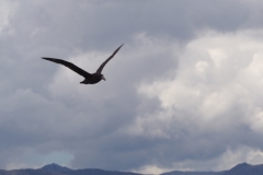 Beagle Channel and islands off Ushuaia