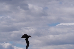 Beagle Channel and islands off Ushuaia