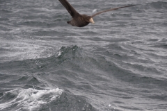 Beagle Channel and islands off Ushuaia
