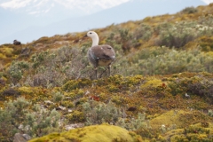Beagle Channel and islands off Ushuaia
