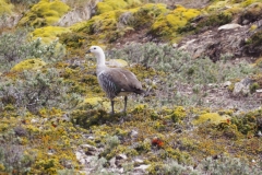 Beagle Channel and islands off Ushuaia