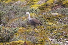 Beagle Channel and islands off Ushuaia