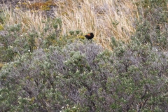 Beagle Channel and islands off Ushuaia