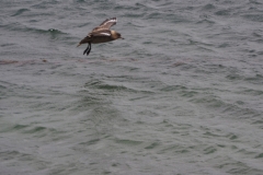 Beagle Channel and islands off Ushuaia