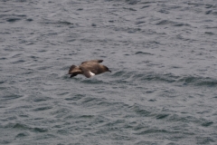 Beagle Channel and islands off Ushuaia