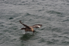 Beagle Channel and islands off Ushuaia