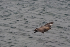 Beagle Channel and islands off Ushuaia