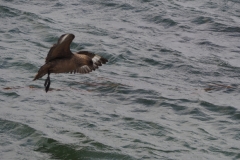 Beagle Channel and islands off Ushuaia