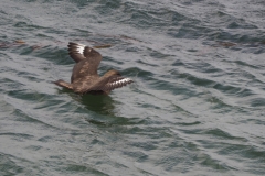 Beagle Channel and islands off Ushuaia