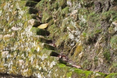 Cahal Pech - Belize
