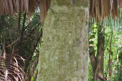 Ceibal - Guatemala