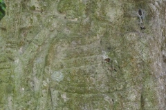 Ceibal - Guatemala