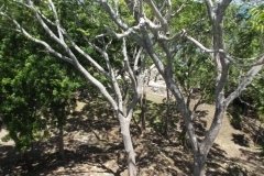 Cerros - Belize