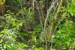 Chalchitan-Pueblo Viejo - Aguacatan