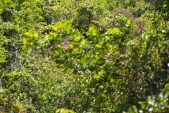 Chinkultic - Chiapas