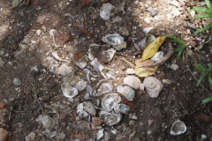 Comalcalco - Tabasco