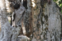 El Meco - Quintana Roo