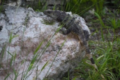 El Meco - Quintana Roo