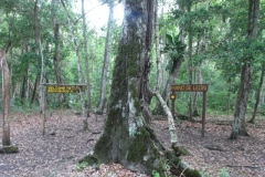 El Mirador - Peten - Guatemala