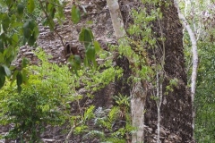 El Mirador - Peten - Guatemala