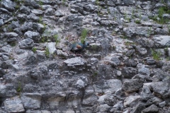 El Mirador - Peten - Guatemala