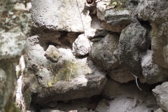 El Mirador - Peten - Guatemala