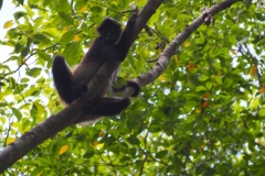 El Mirador - Peten - Guatemala