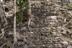 El Mirador - Peten - Guatemala