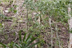 El Mirador - Peten - Guatemala