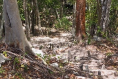 El Mirador - Peten - Guatemala