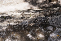 El Mirador - Peten - Guatemala