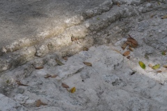 El Mirador - Peten - Guatemala