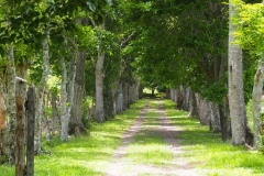 El Puente - Honduras