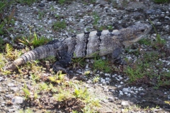 El Rey - Quintana Roo