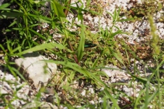 El Rey - Quintana Roo