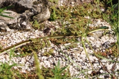 El Rey - Quintana Roo