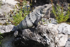 El Rey - Quintana Roo