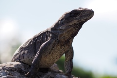 El Rey - Quintana Roo