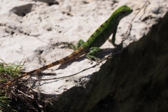 El Rey - Quintana Roo