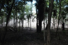 El Tigre - Itzamkanac  - Campeche