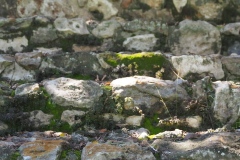 El Tigre - Itzamkanac  - Campeche