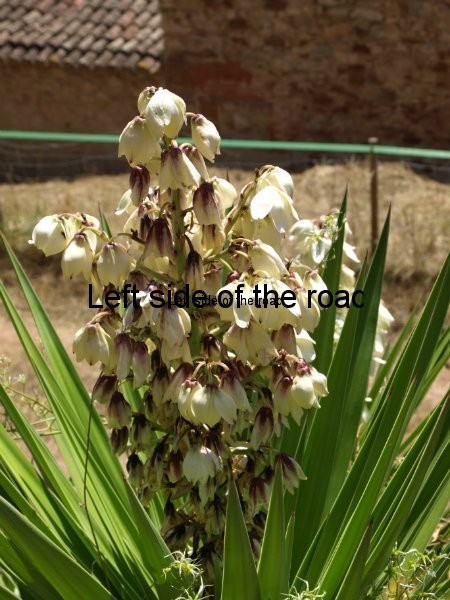Yucca Plant in flower, Congost valley, Catalonia