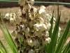 Yucca Plant in flower, Congost valley, Catalonia
