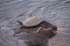 Iguazu Falls - from Argentina