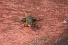 Iguazu Falls - from Argentina