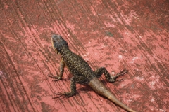 Iguazu Falls - from Argentina